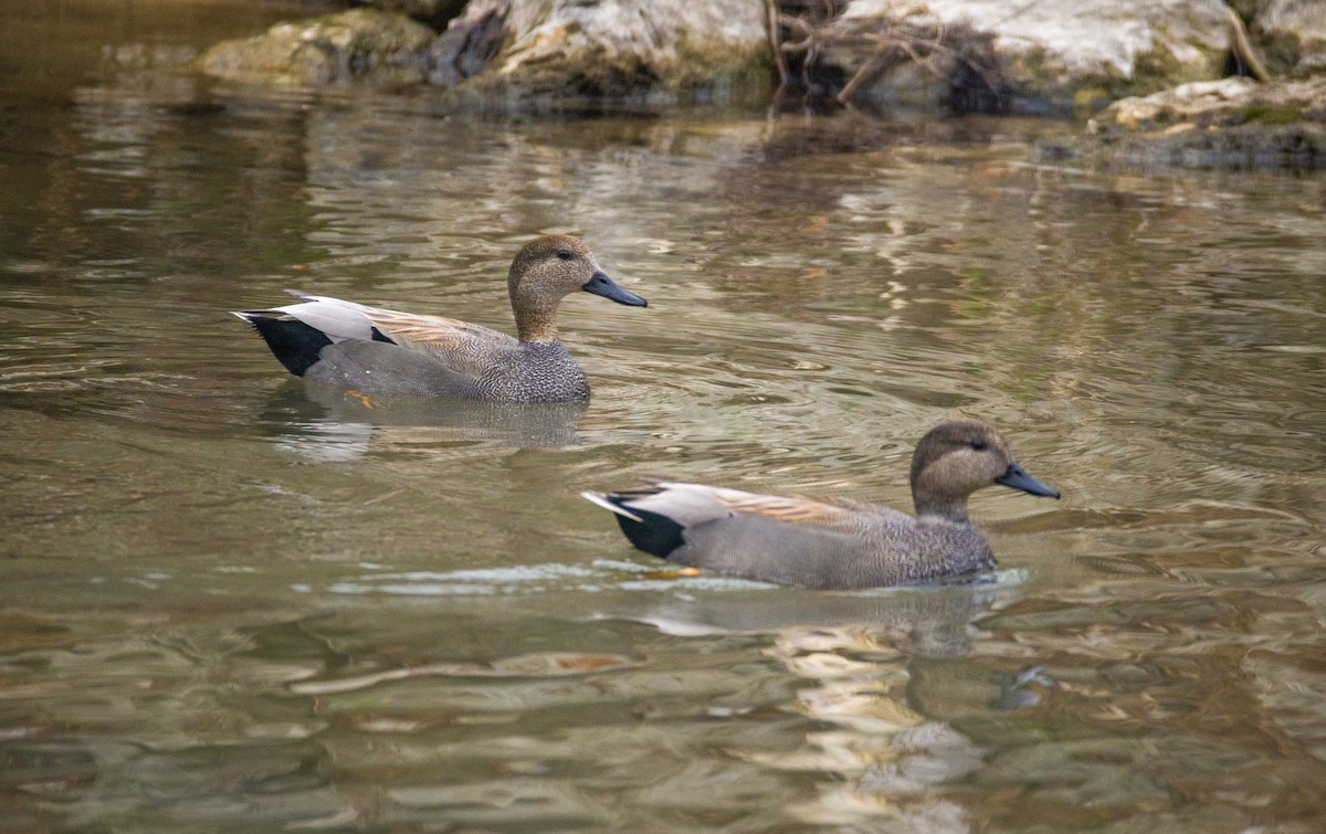 Gadwall - ML630528540