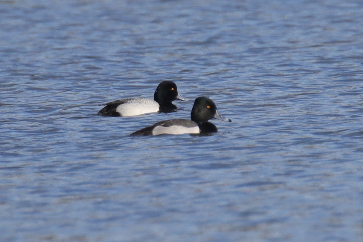 Ring-necked Duck x scaup sp. (hybrid) - ML630528556