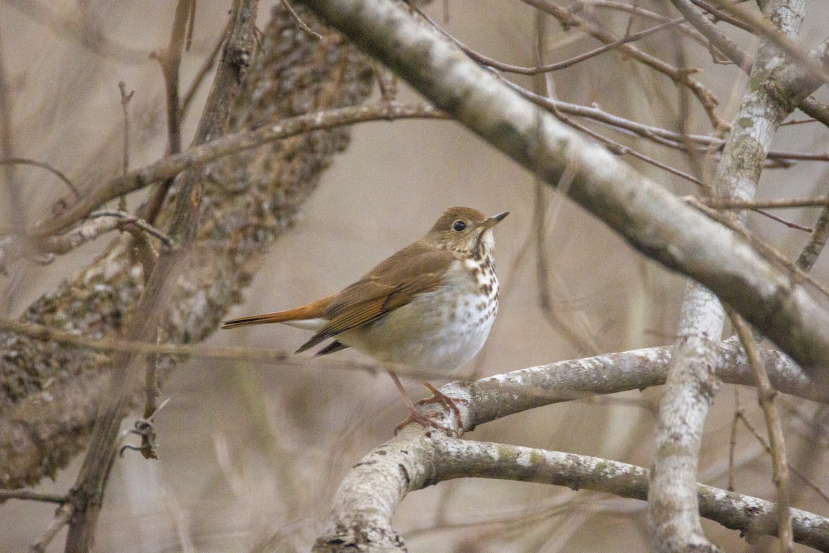 Hermit Thrush - ML630528646