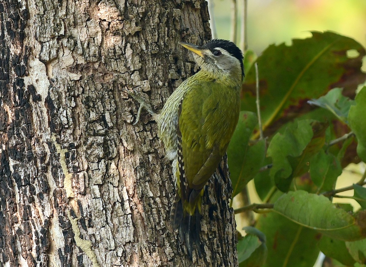 Streak-throated Woodpecker - ML630528762