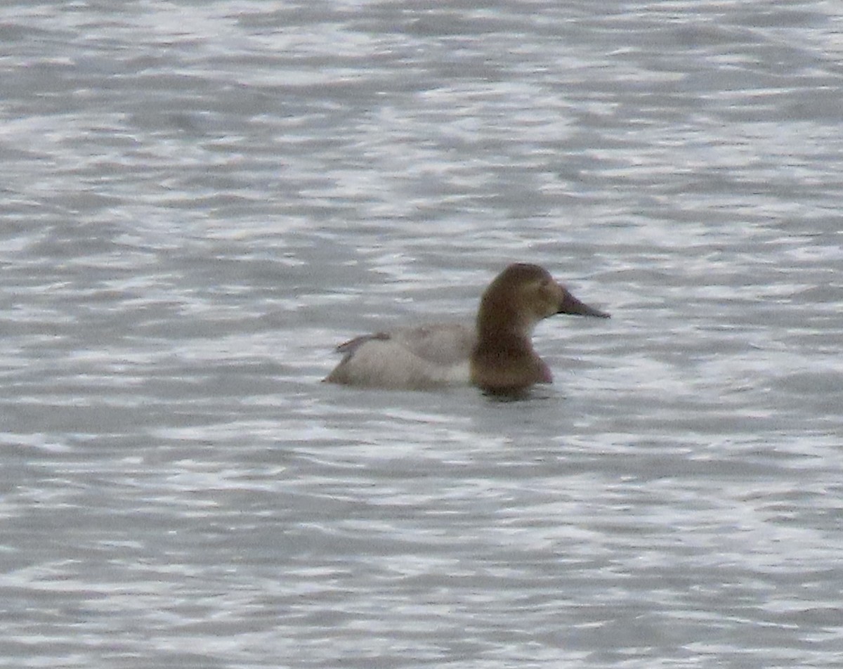 Canvasback - ML630528926