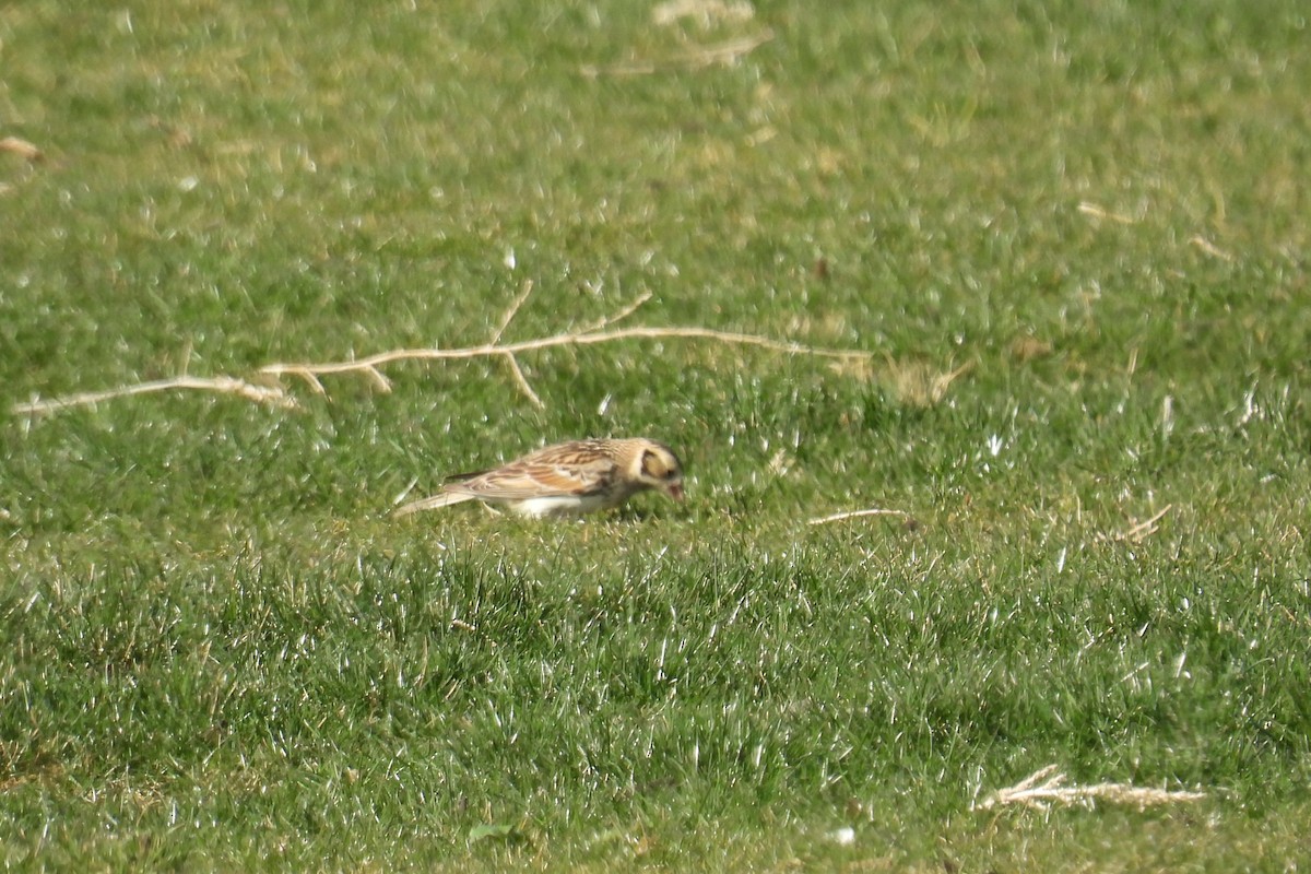 Lapland Longspur - ML630528978