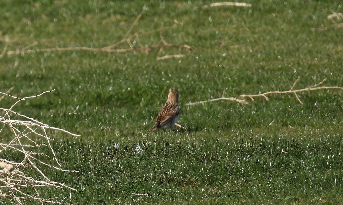 Lapland Longspur - ML630528984