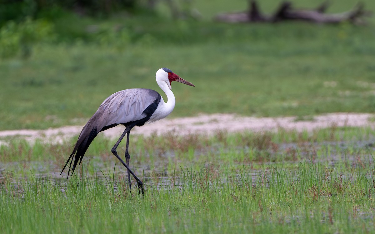 Wattled Crane - ML630529035
