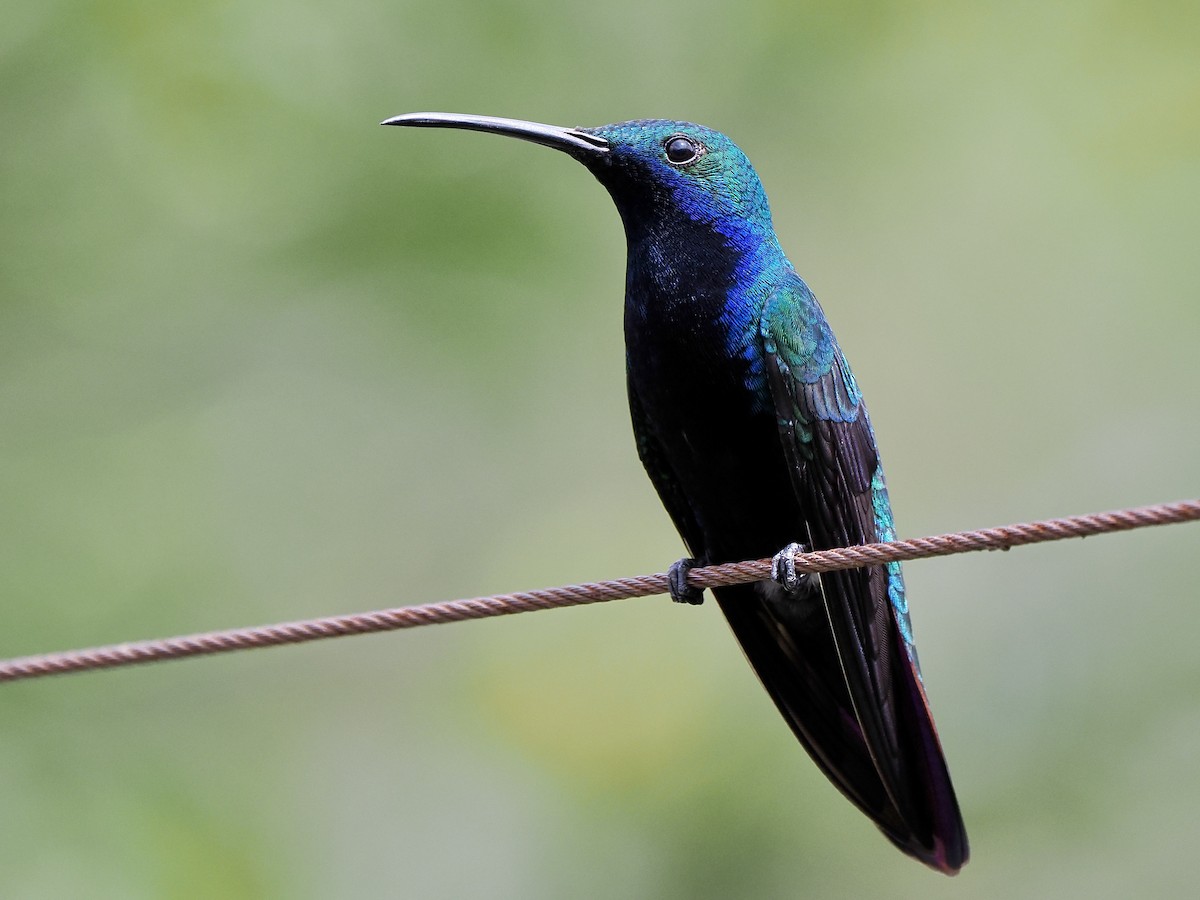 Black-throated Mango (Black-throated) - ML630529084