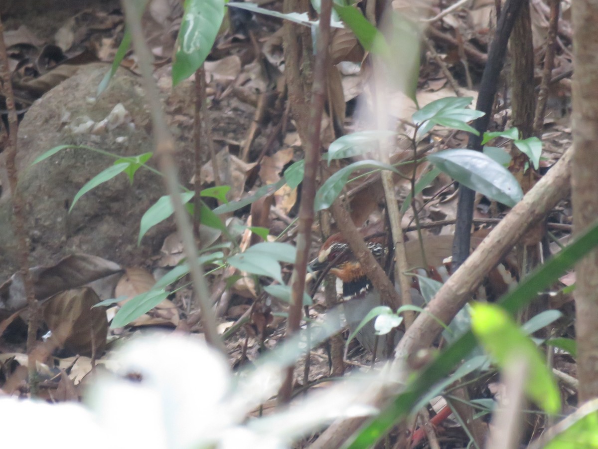 White-necklaced Partridge - ML630529119