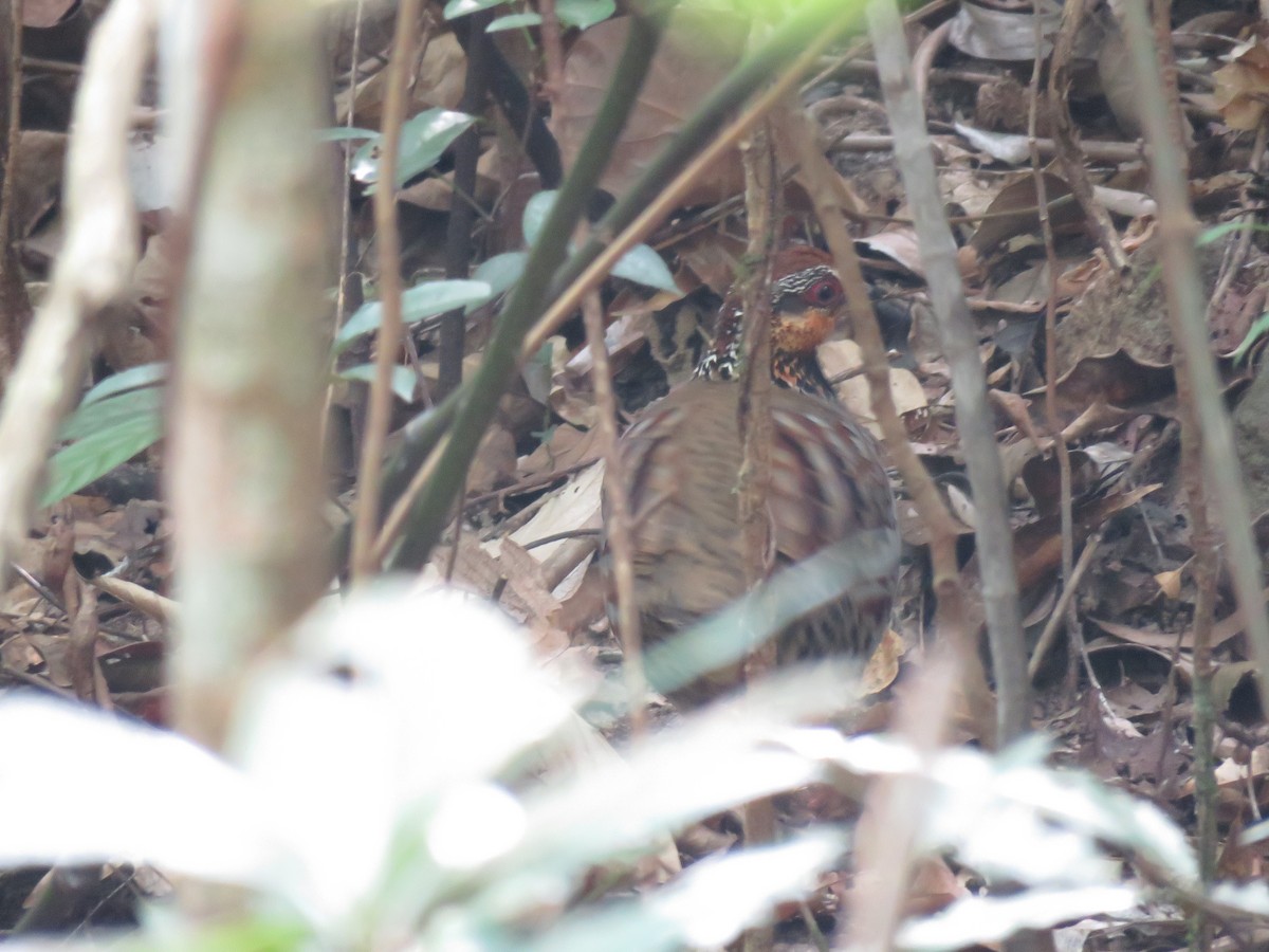 White-necklaced Partridge - ML630529120