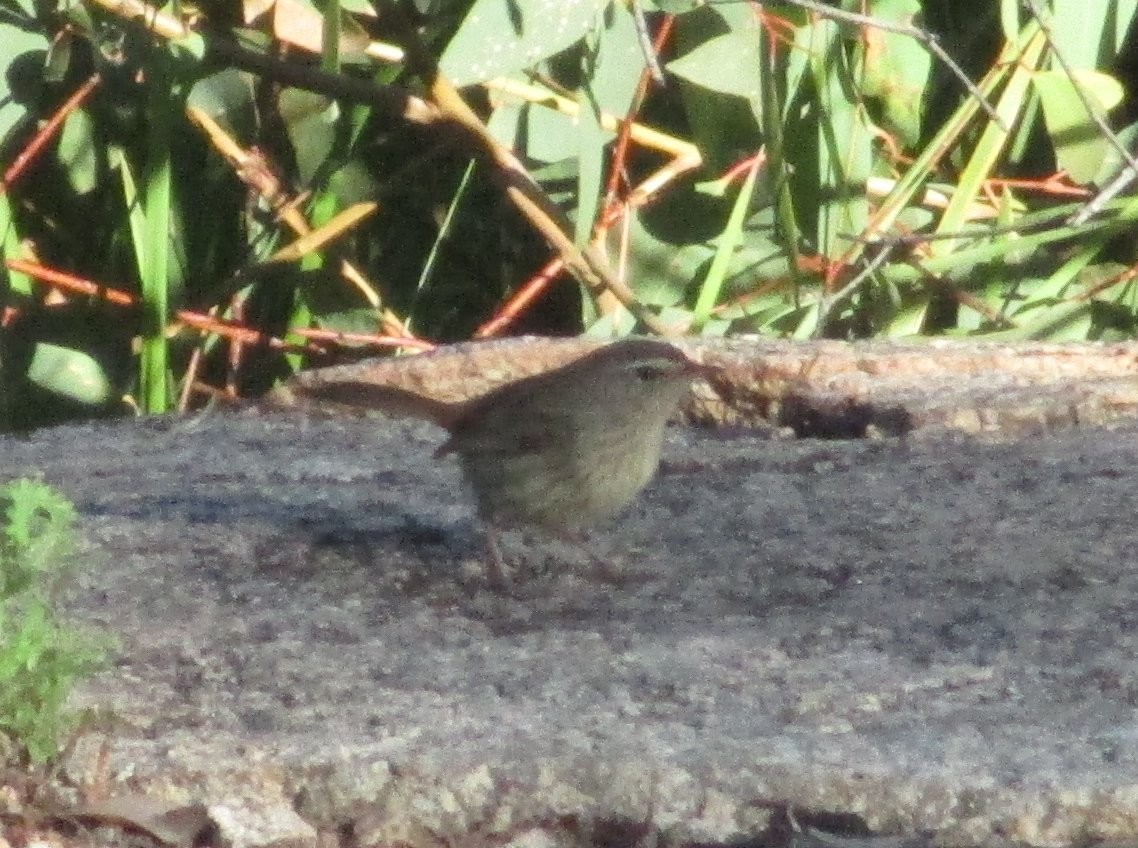 Chestnut-rumped Heathwren - ML630529159