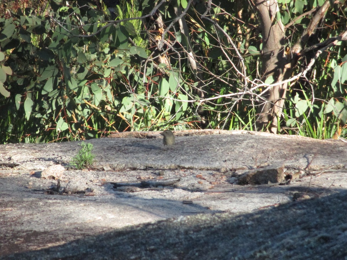 Chestnut-rumped Heathwren - ML630529162