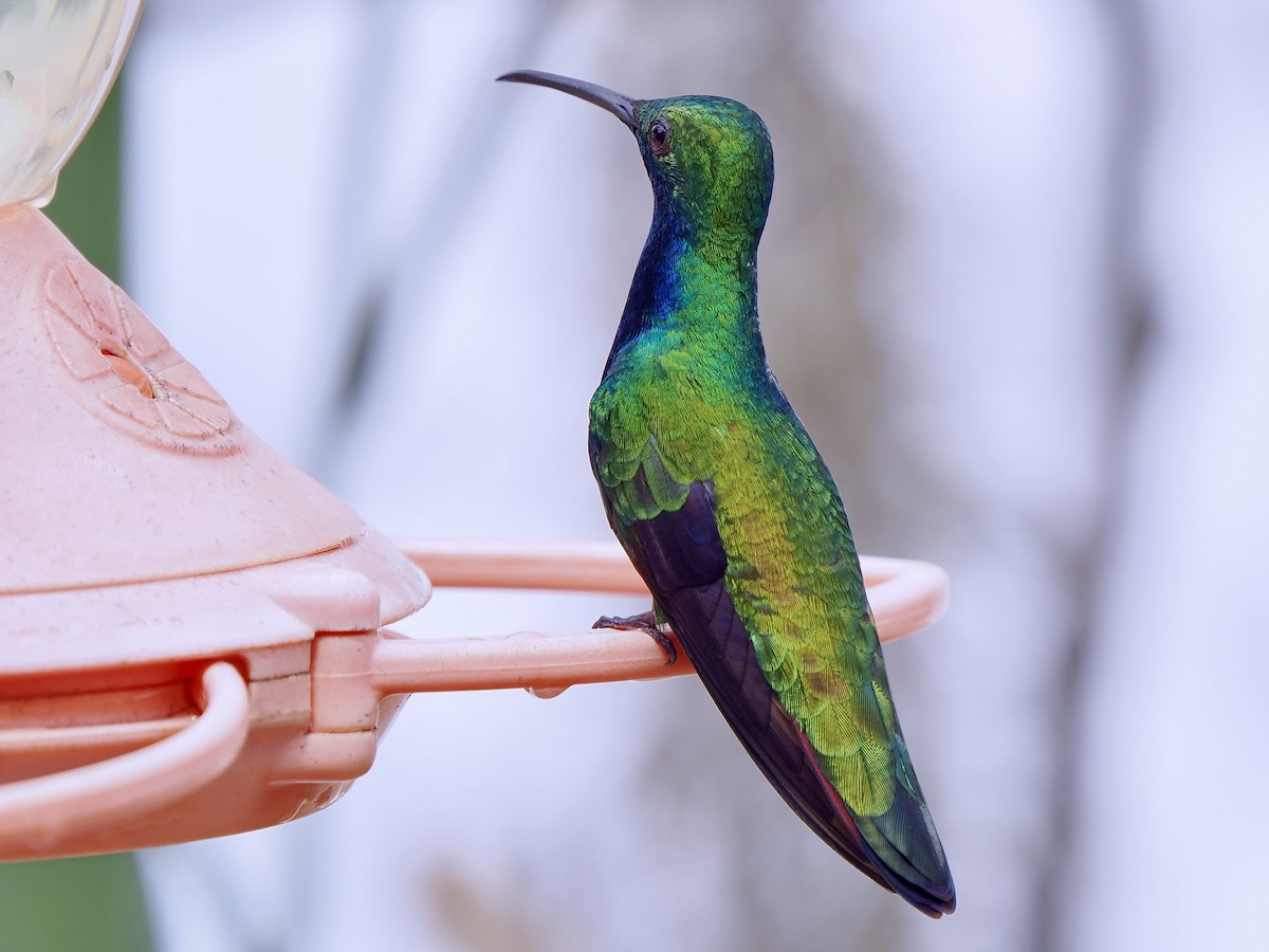 Black-throated Mango (Black-throated) - ML630529198