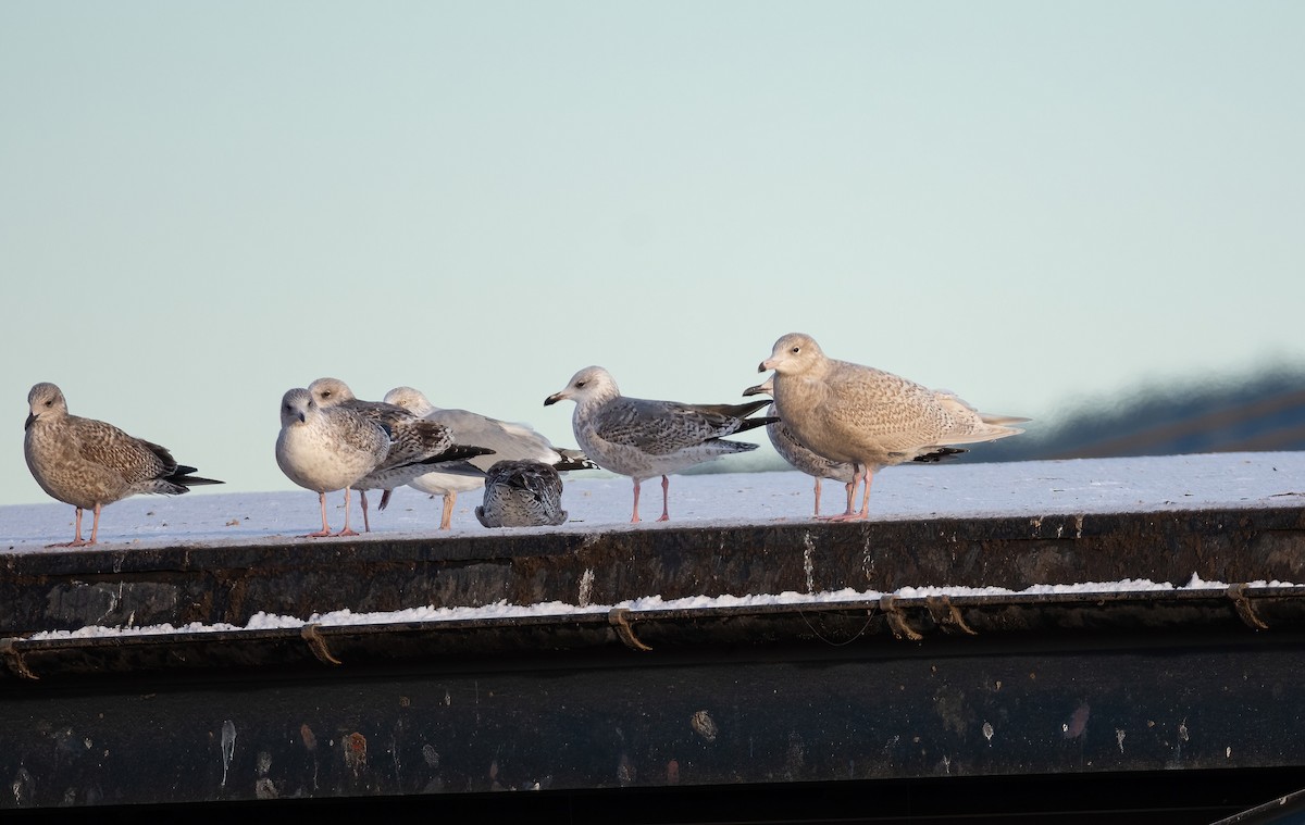 Мөсний цахлай - ML630529437