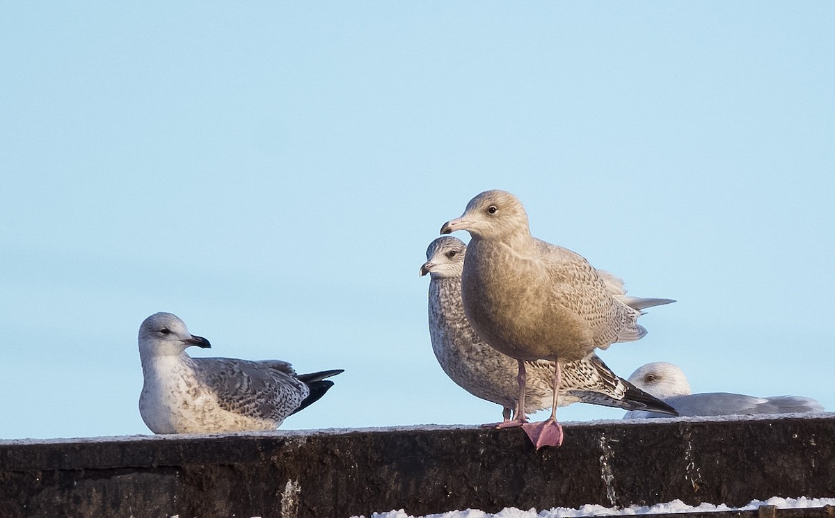 Мөсний цахлай - ML630529438