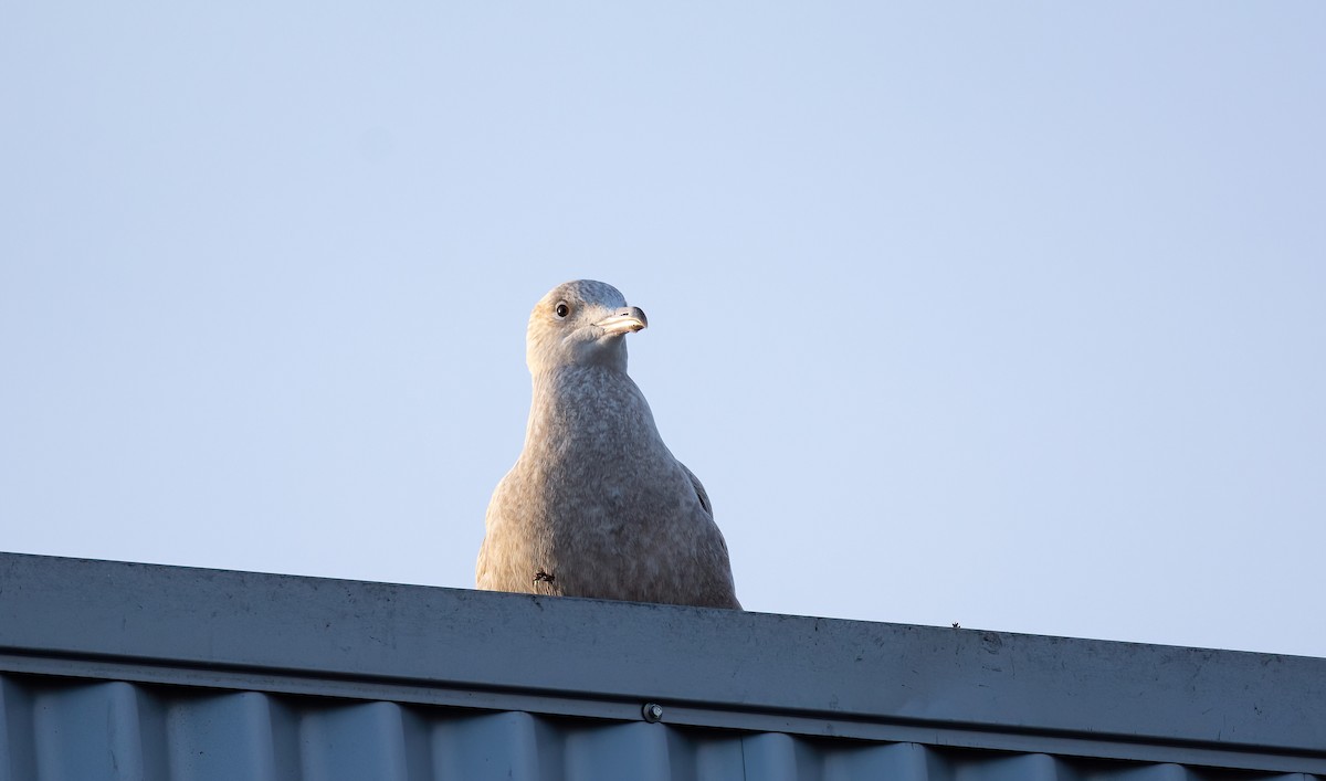 Мөсний цахлай - ML630529440