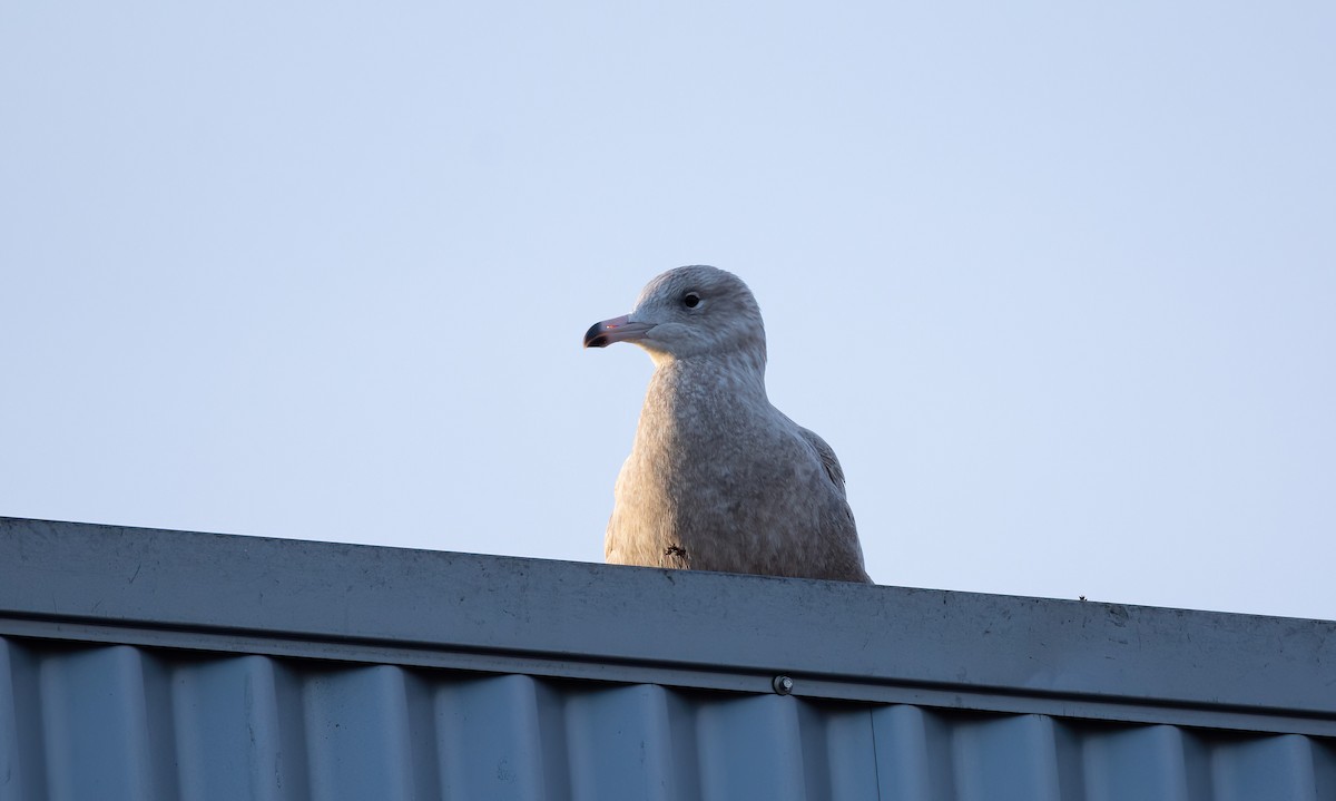 Мөсний цахлай - ML630529442