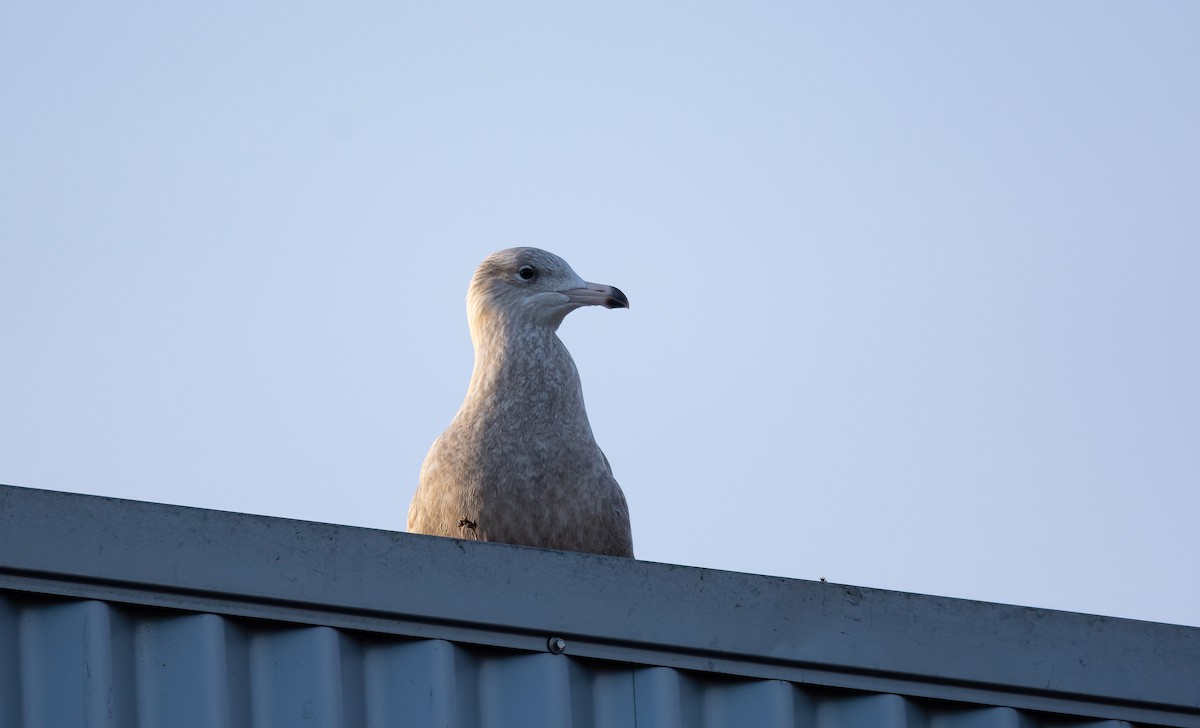 Мөсний цахлай - ML630529444