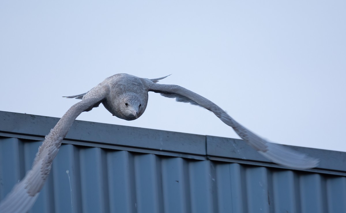 Мөсний цахлай - ML630529445