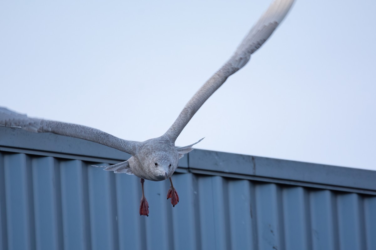 Мөсний цахлай - ML630529446