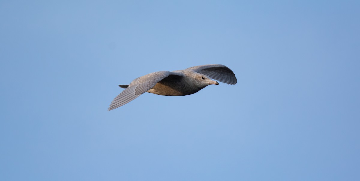 Мөсний цахлай - ML630529449