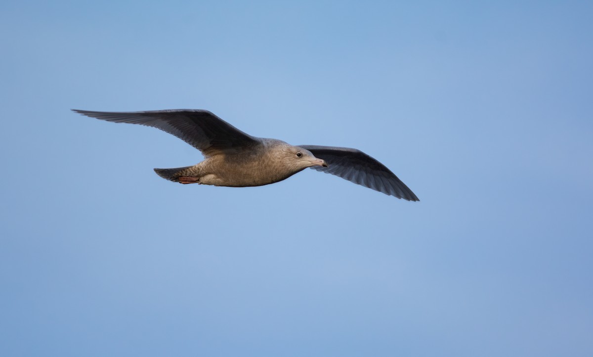 Мөсний цахлай - ML630529450