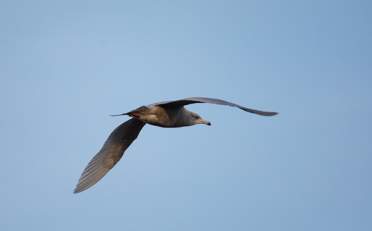 Мөсний цахлай - ML630529454