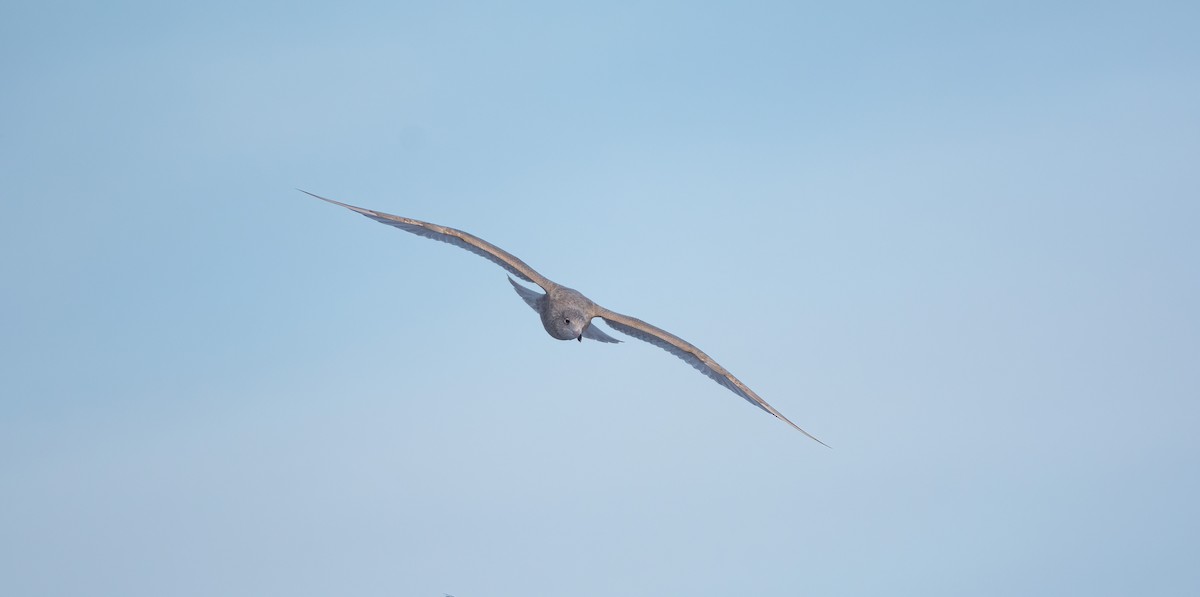 Мөсний цахлай - ML630529455