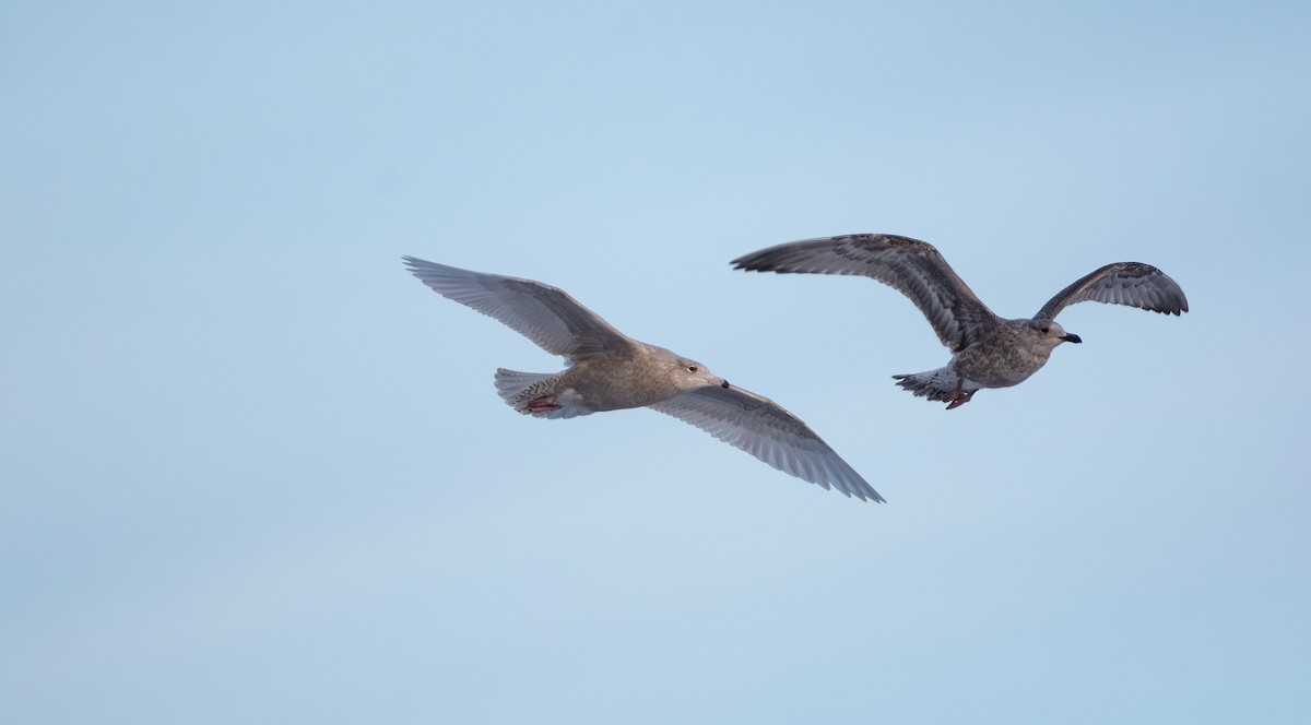 Мөсний цахлай - ML630529457