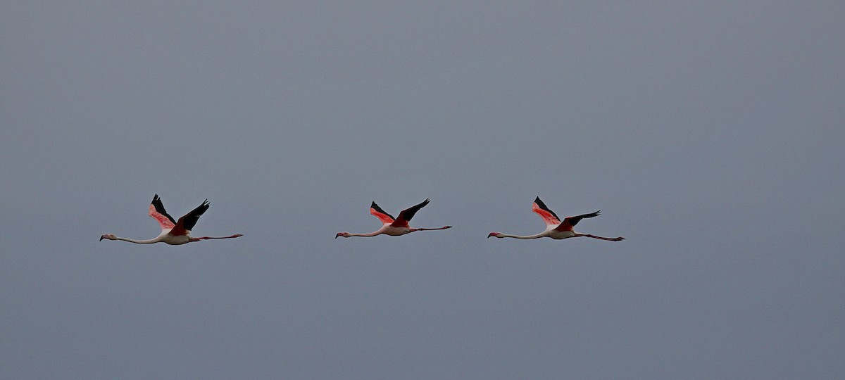 Greater Flamingo - ML630529554