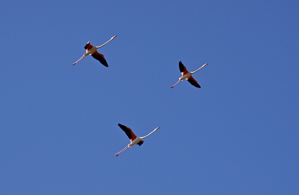 Greater Flamingo - ML630529555