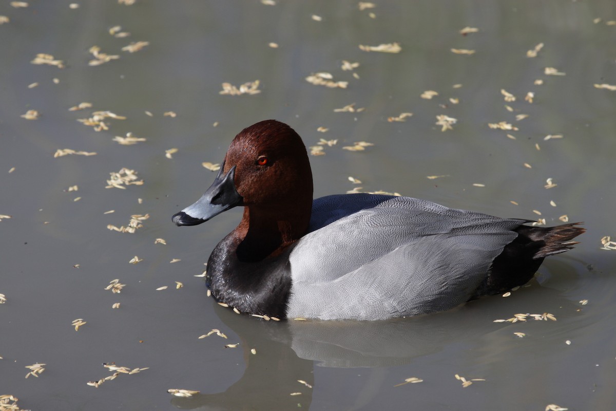 Common Pochard - ML630529626