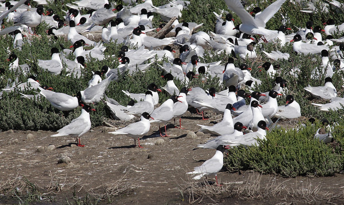 Mediterranean Gull - ML630529627