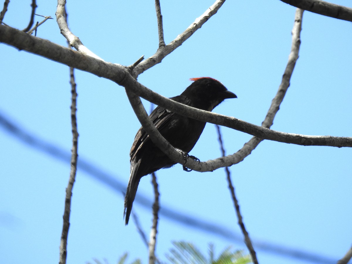 Flame-crested Tanager - ML630530154