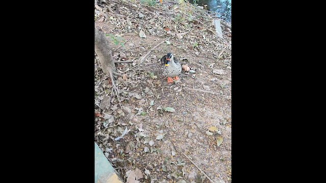 Indian Spot-billed Duck - ML630530220