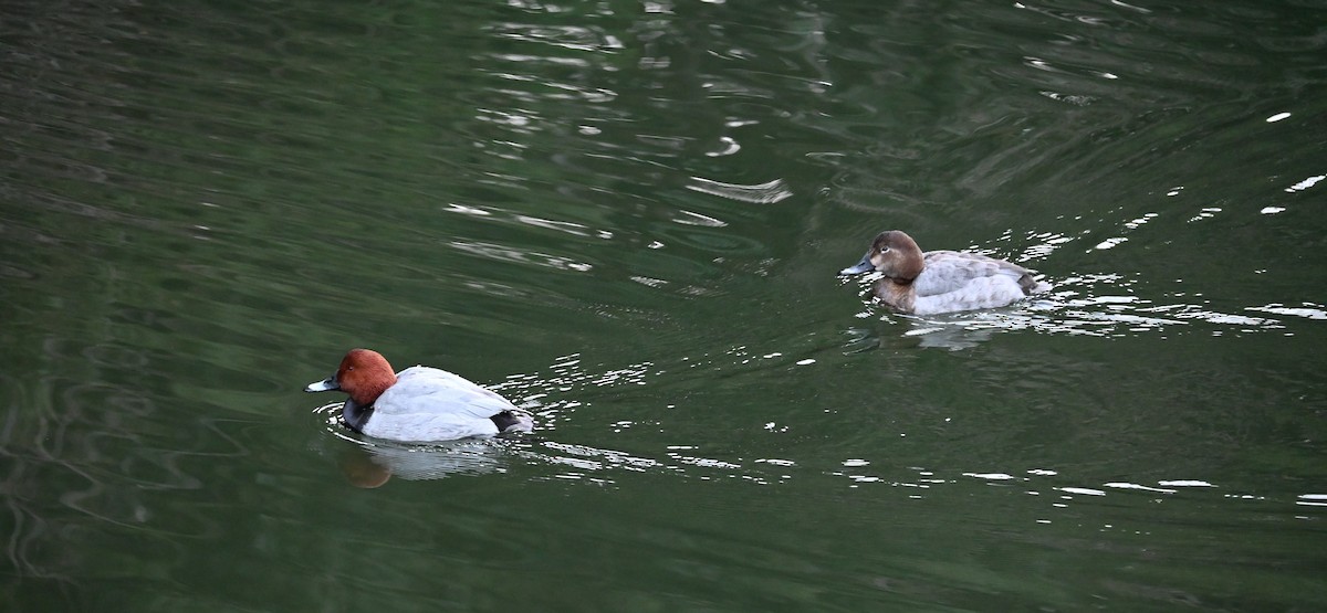 Common Pochard - ML630530526