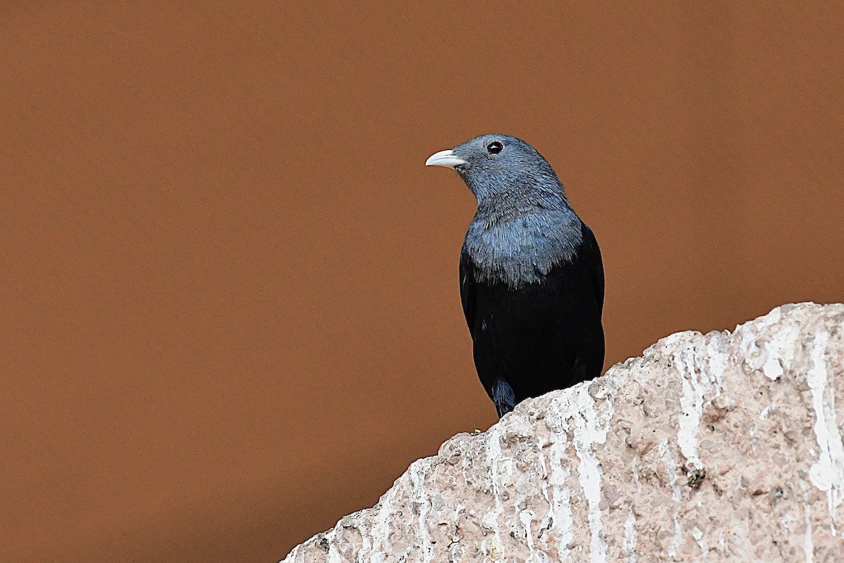 White-billed Starling - ML630530777