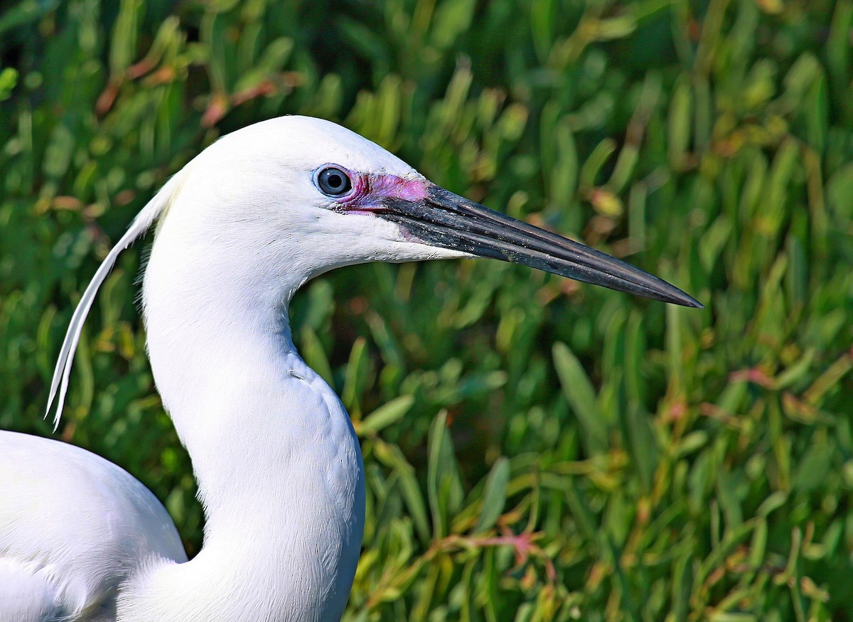 Little Egret (Western) - ML630530838