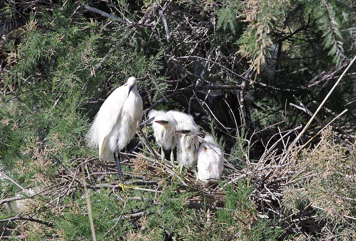 Little Egret (Western) - ML630530839