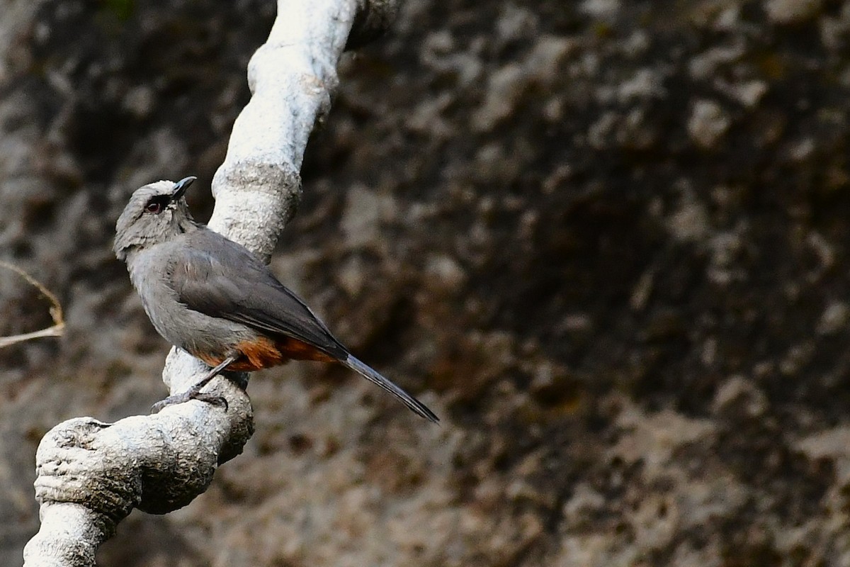 Abyssinian Catbird - ML630530855
