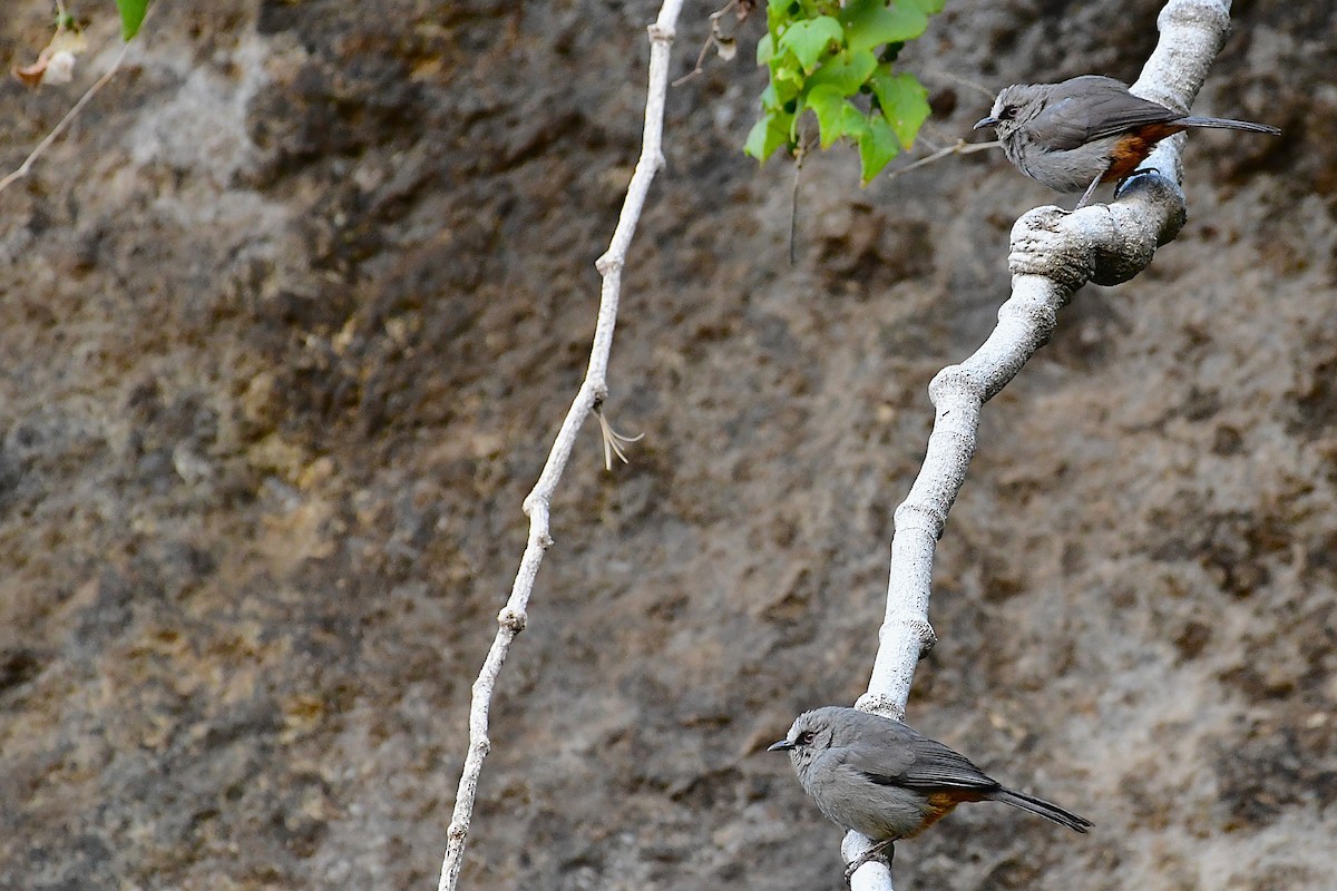 Abyssinian Catbird - ML630530857