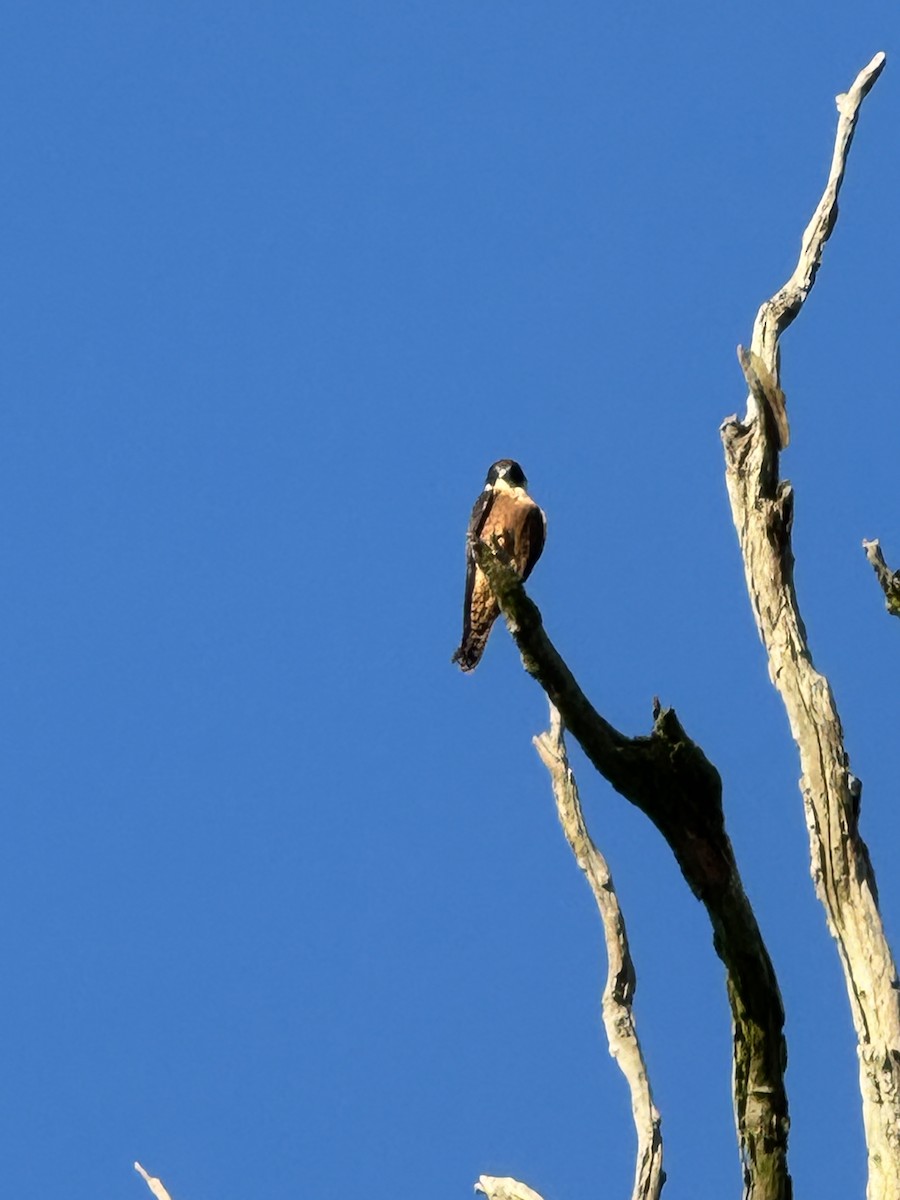 Australian Hobby - ML630530937