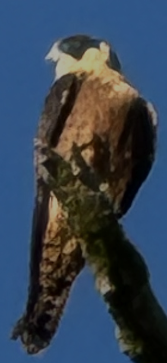 Australian Hobby - ML630530938