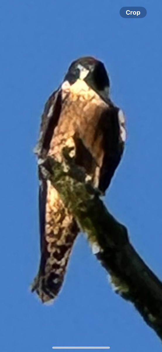 Australian Hobby - ML630530939