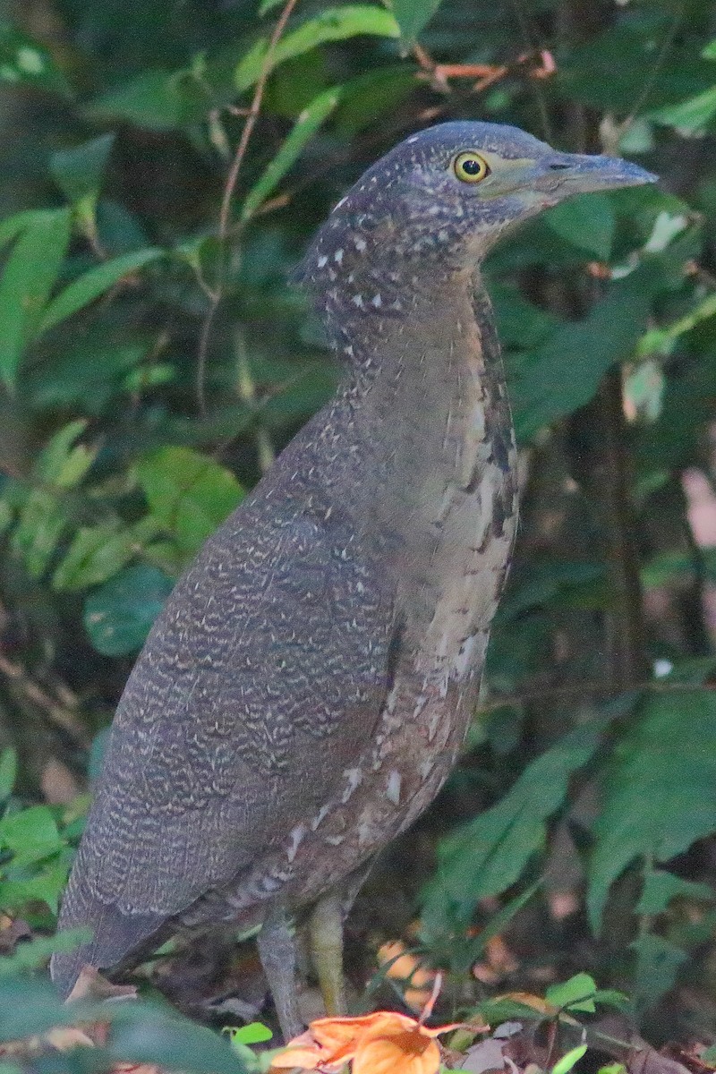 Malayan Night Heron - ML630531068