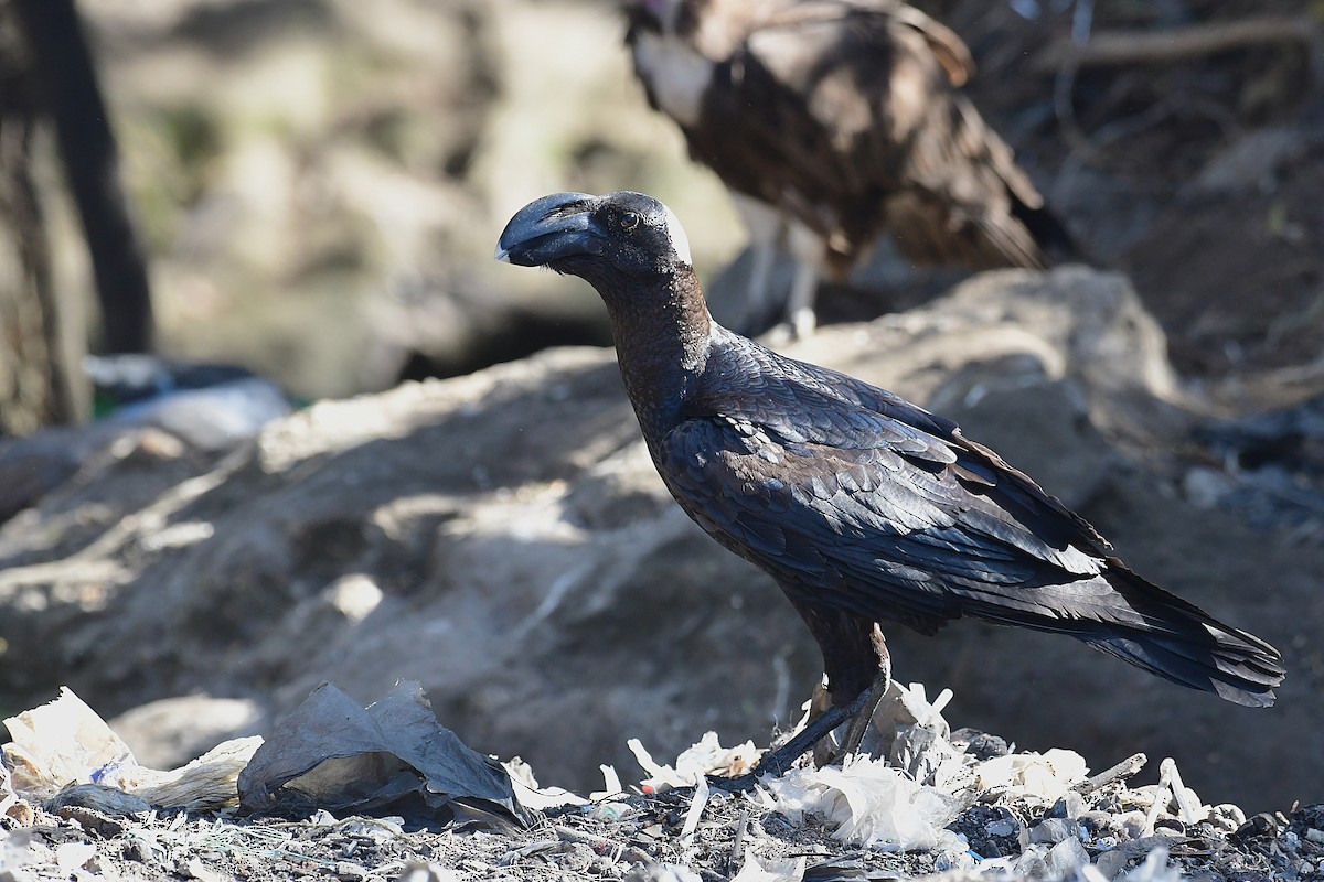 Thick-billed Raven - ML630531354