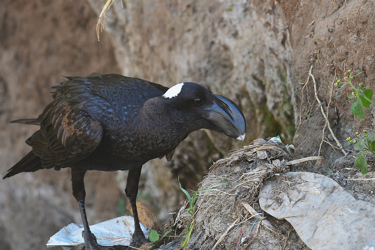 Thick-billed Raven - ML630531357