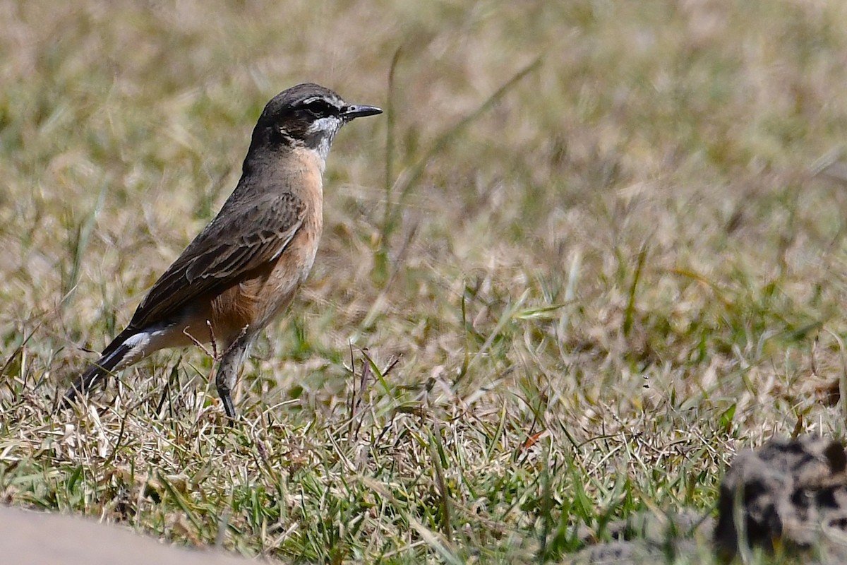 Rusty-breasted Wheatear - ML630531398