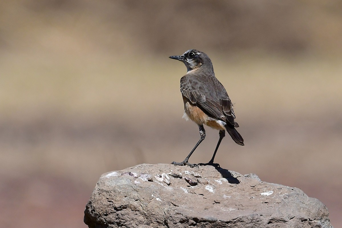 Rusty-breasted Wheatear - ML630531399