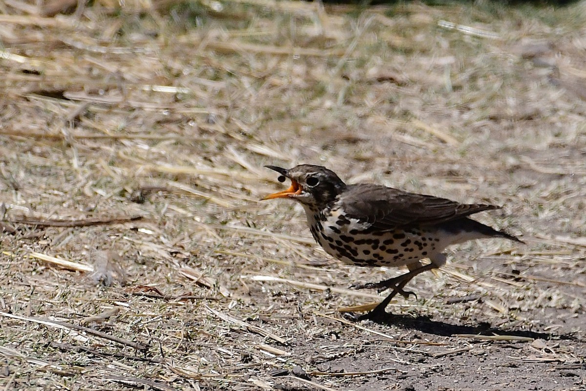 Ethiopian Thrush - ML630531408