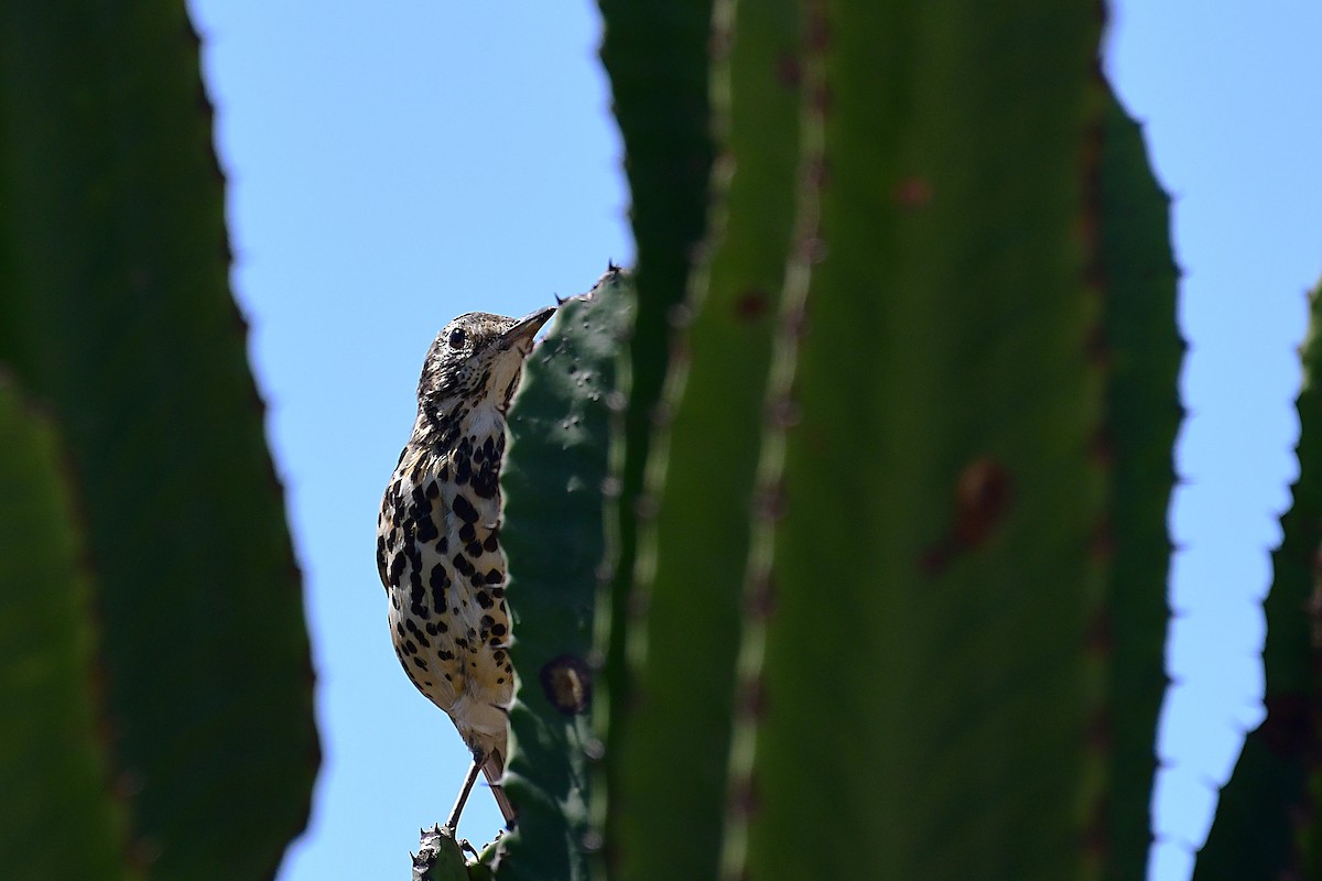 Ethiopian Thrush - ML630531409