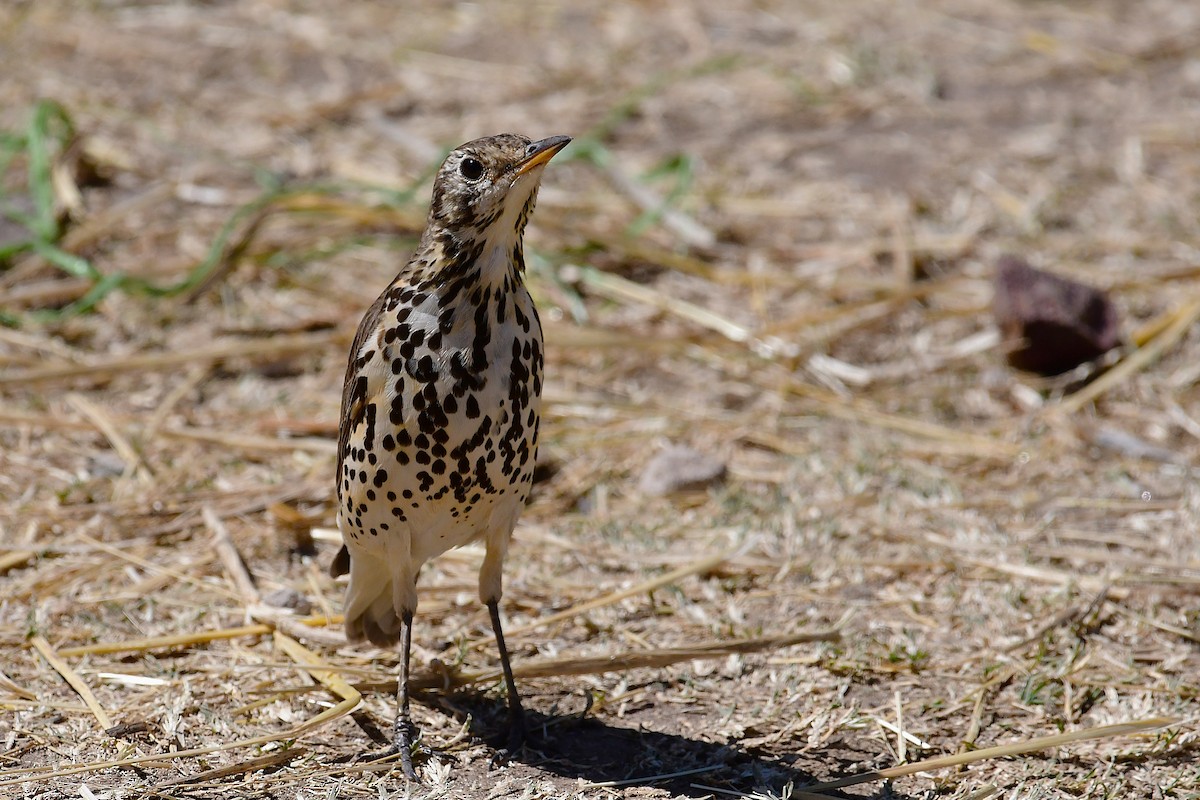 Ethiopian Thrush - ML630531410