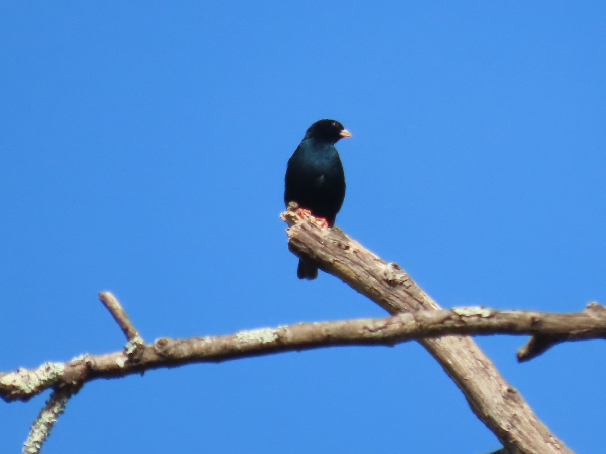 Green Indigobird - ML630531577